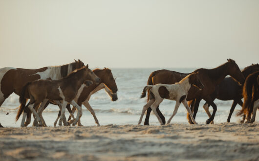 chincoteague-ponies-beach-10-07-22